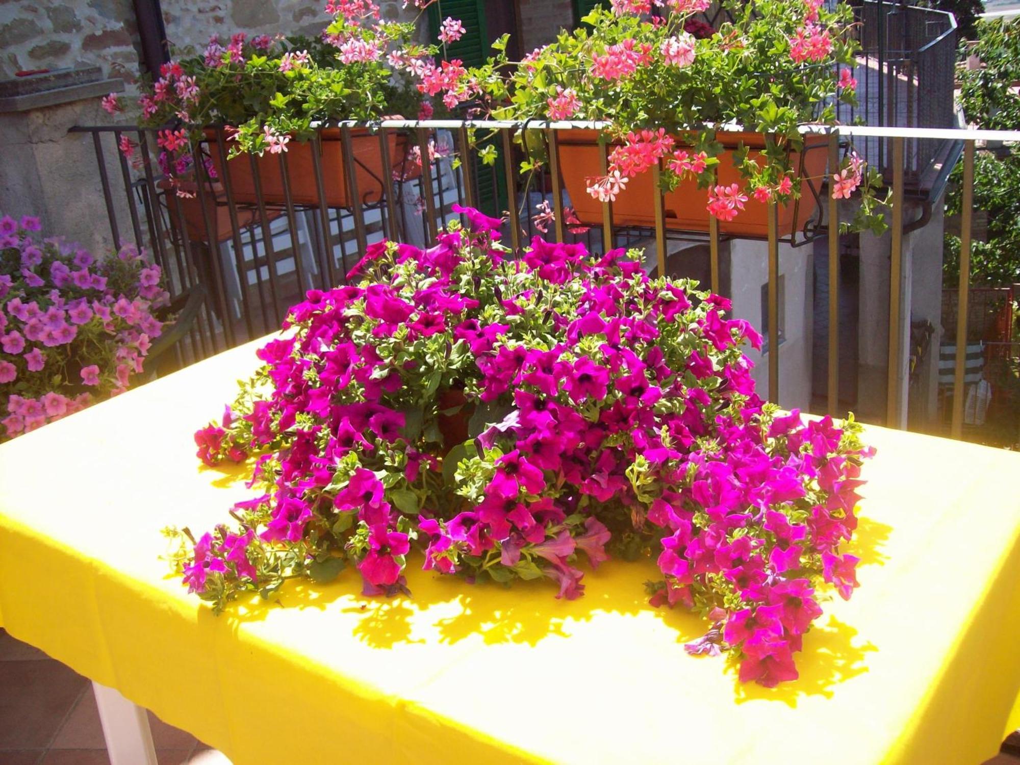 مبيت وإفطار Ripa La Terrazza Fio...Rita المظهر الخارجي الصورة